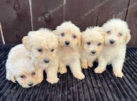 F1 Goldendoodle 3 girls still available