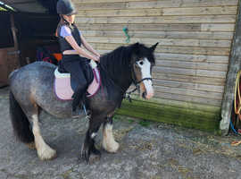 6 year old blagdon mare