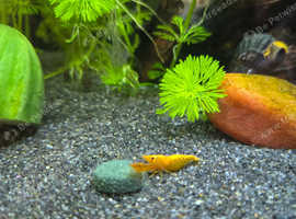 Orange neocaradina shrimps for sale