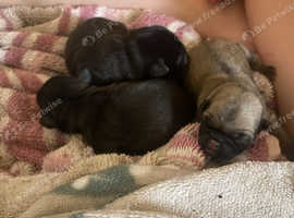 Tallukah 5 gen pure breed kc reg