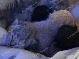 Persian X kittens 8 weeks old