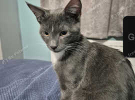 Russian blue boy
