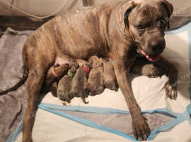 Cane Corso puppies