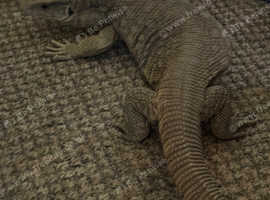 Female savannah monitor