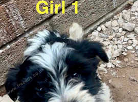 Biewer puppies ready to go