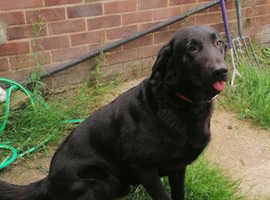 Black Labrador X to be rehomed
