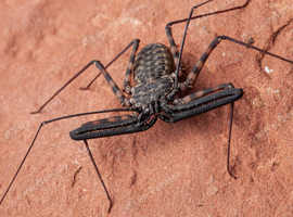 Asain scorpions & tailless whip scorpion