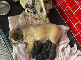 Puppies