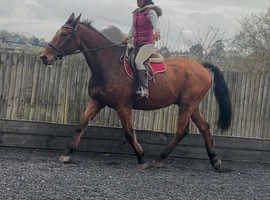 16.3 Irish sport horse gelding happy hacker /alrounder