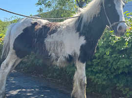 Tammy is looking for a forever home colt