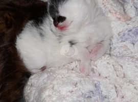 Long haired Mainecoon Cross Kittens Male And Female