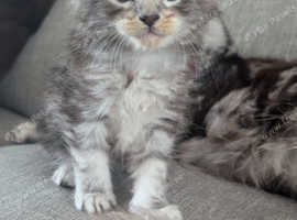 Maine coon kittens