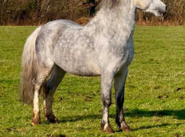 By Lampeter stallion show winner