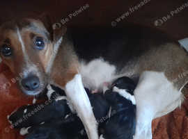 Jack Russell puppies