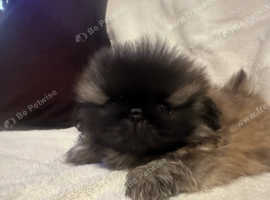 Pekingese boy pup