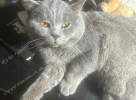 Adult British blue boy Gccf champion lines £1,900