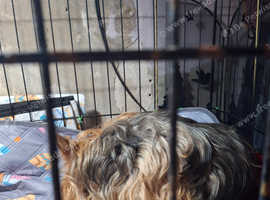Yorkie pups