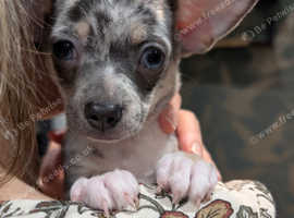Loving Home Needed for Adorable 7-Month-Old Male Chihuahua