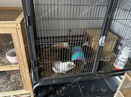 5 young females with large cage and lots of items