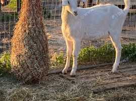 Lovely young male wether goat for sale