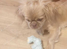 A beautiful little shih itzu for sale