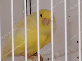 Wsterslager canaries