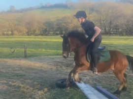 Sad sale of the most amazing kids pony