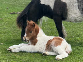 Miniature Shetland colt foal