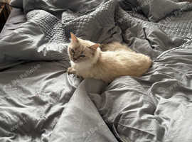 Beautiful Ragdoll looking for a forever home