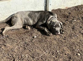 Cane corso puppy female