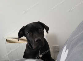 Labrador crossed cane corso