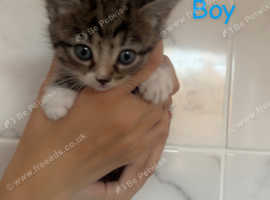 Kittens for sale