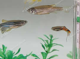 6 x Danios Tropical fish