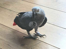 Male Congo African Grey 15 years