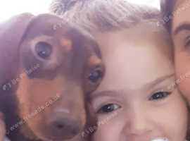 Miniature Dachshunds For Sale Rehome In Sudbury Find Dogs