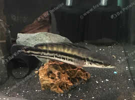 13 inch Channa Micropeltes giant snakehead