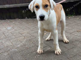 16 week old gsd cross staffy x American bulldog