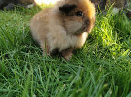 Bunnies lionhead