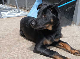 German shepherd x collie