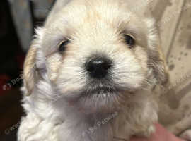 Chiweenie x Yorkshire terrier puppies 2 boys 1 girl