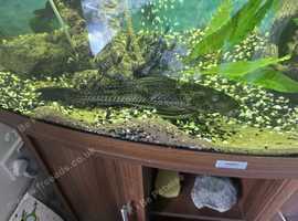 11-12 inch pleco