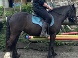 Beautiful cob x mare