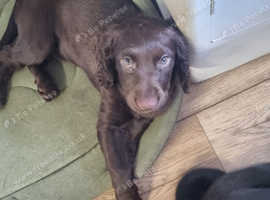 Chocolate female cocker spaniel