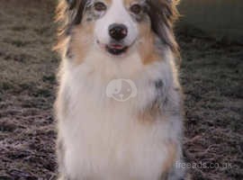 Corgi and australian shepherd mix sales for sale