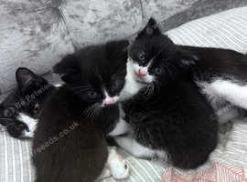 2 male kittens