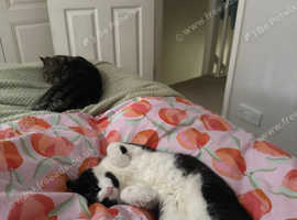 Two loving cats for rehoming