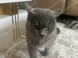 British shorthair for sale