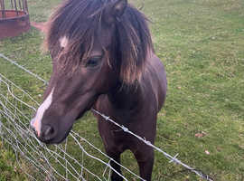 3 Year Old 11.2hh Welsh Partbred Filly