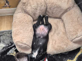 Jackapoo 10 weeks