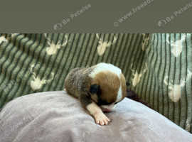 Queens Welsh Pembroke Corgi Puppies